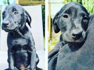 Cachorro raça Srd idade 2 a 6 meses nome Gigante