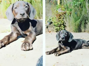 Cachorro raça Srd  idade 2 a 6 meses nome Azeitona 
