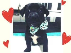 Cachorro raça Srd  idade 2 a 6 meses nome Jhon