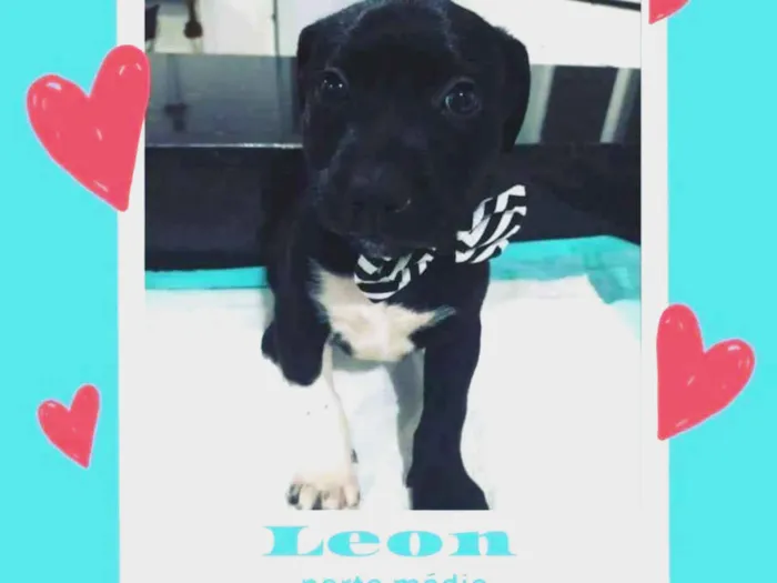 Cachorro ra a Srd  idade 2 a 6 meses nome Leon