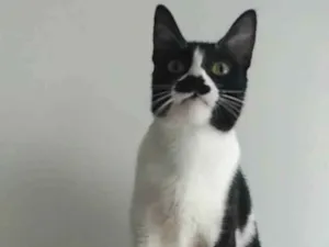Gato raça srd bicolor idade 2 anos nome CHAYENE