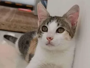 Gato raça srd tricolor idade 2 a 6 meses nome MEL