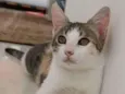 MEL