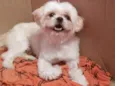 Bob