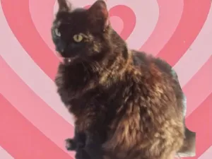 Gato raça Srd idade 1 ano nome Ágatha linda urgente