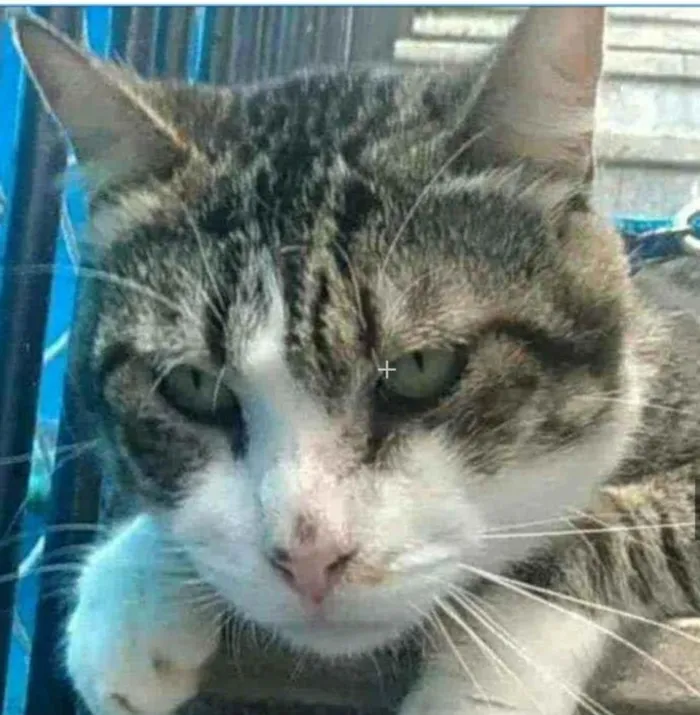 Gato ra a srd bicolor idade 4 anos nome RAÍ