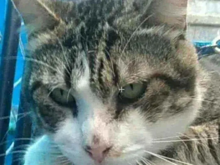 Gato ra a srd bicolor idade 4 anos nome RAÍ