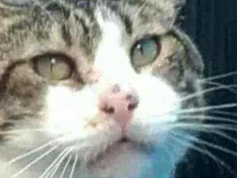Gato ra a srd bicolor idade 4 anos nome RAÍ