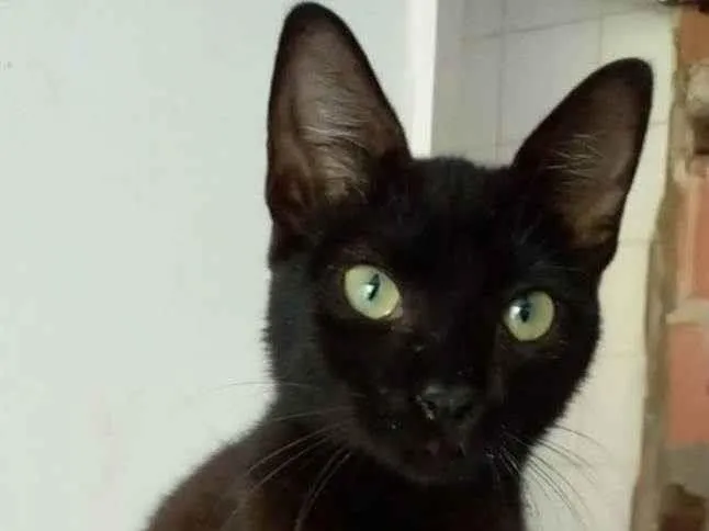 Gato ra a srd idade 2 a 6 meses nome IARA