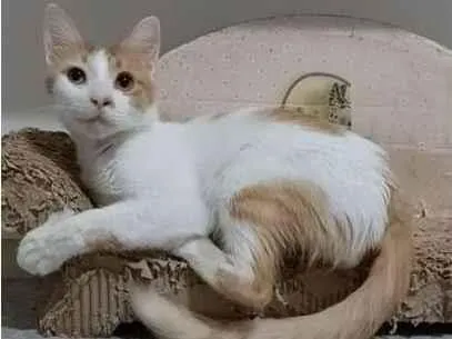Gato ra a srd bicolor idade 1 ano nome OZZY