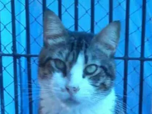 Gato raça srd bicolor idade 4 anos nome RAÍ