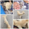 Pipoca