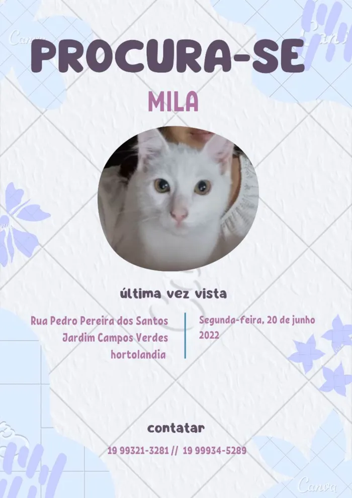 Gato ra a vira lata idade 7 a 11 meses nome Mila