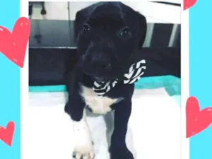 Cachorro raça Srd  idade 2 a 6 meses nome Leon