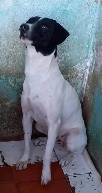 Cachorro ra a SRD idade 1 ano nome Sem nome