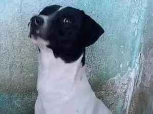 Cachorro raça SRD idade 1 ano nome Sem nome