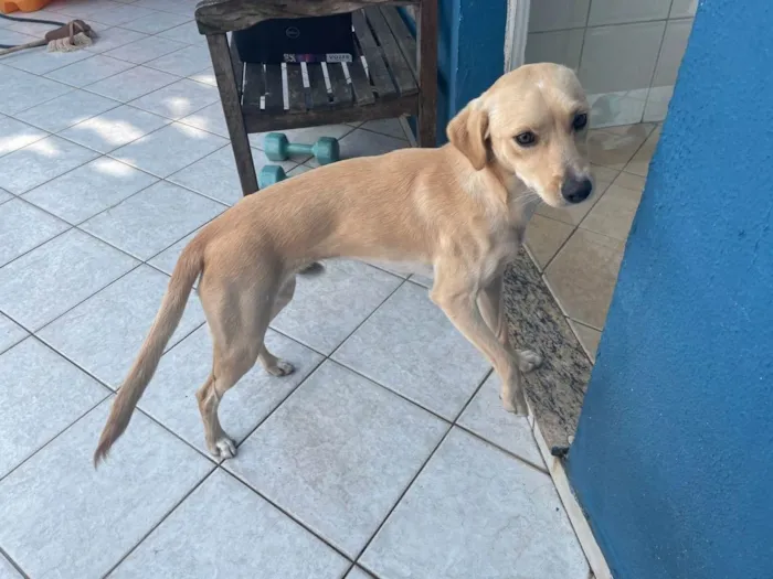 Cachorro ra a Srd- vira lata de labrador idade 1 ano nome Totó