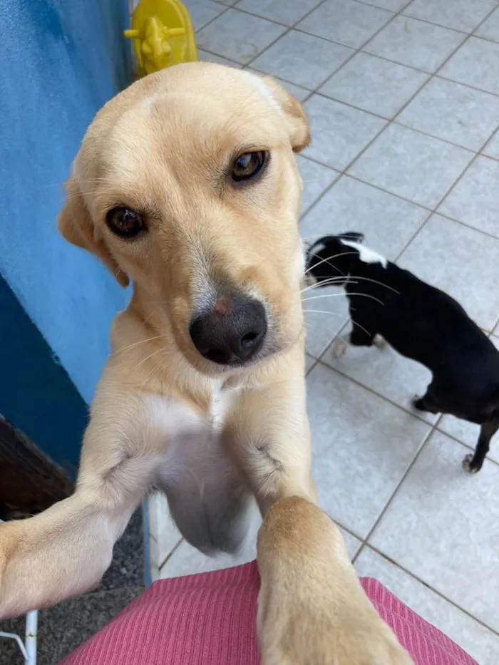 Cachorro ra a Srd- vira lata de labrador idade 1 ano nome Totó