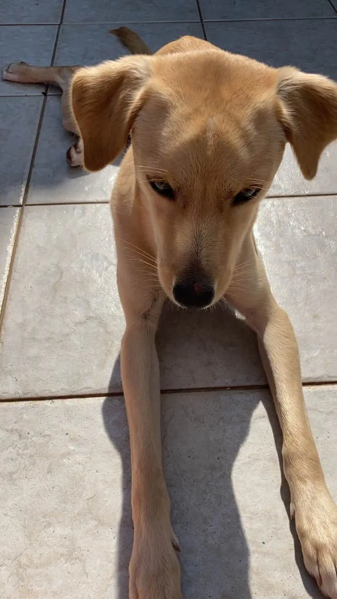 Cachorro ra a Srd- vira lata de labrador idade 1 ano nome Totó