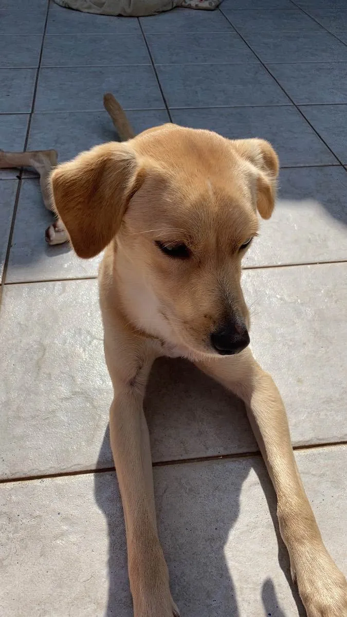 Cachorro ra a Srd- vira lata de labrador idade 1 ano nome Totó