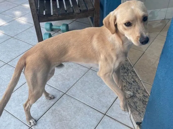 Cachorro ra a Srd- vira lata de labrador idade 1 ano nome Totó