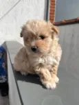 Cachorro raça SRD  idade Abaixo de 2 meses nome Sem Nome