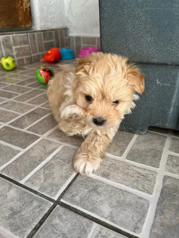 Cachorro raça SRD  idade Abaixo de 2 meses nome Sem Nome