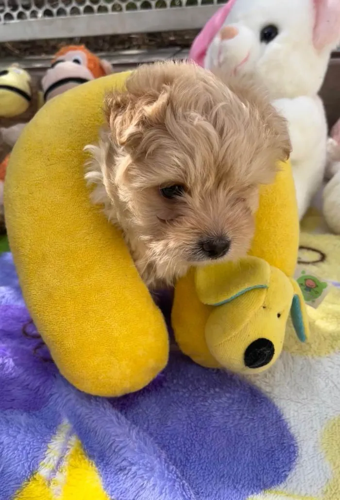 Cachorro raça SRD  idade Abaixo de 2 meses nome Sem Nome