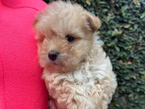 Cachorro raça SRD  idade Abaixo de 2 meses nome Sem Nome