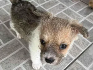 Cachorro raça SRD  idade Abaixo de 2 meses nome Sem Nome 