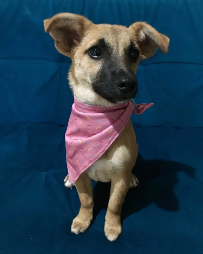 Cachorro ra a SRD idade 2 a 6 meses nome Pitoca