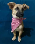 Pitoca