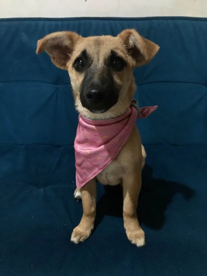 Cachorro ra a SRD idade 2 a 6 meses nome Pitoca