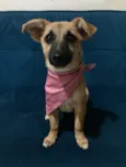Pitoca