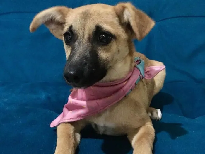 Cachorro ra a SRD idade 2 a 6 meses nome Pitoca