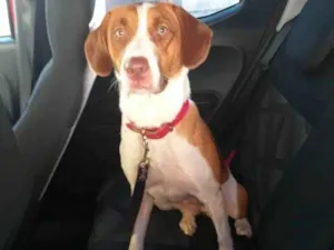 Cachorro raça Srd idade 1 ano nome Kyara