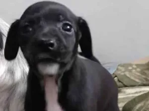 Cachorro raça Srd idade Abaixo de 2 meses nome Sem nome