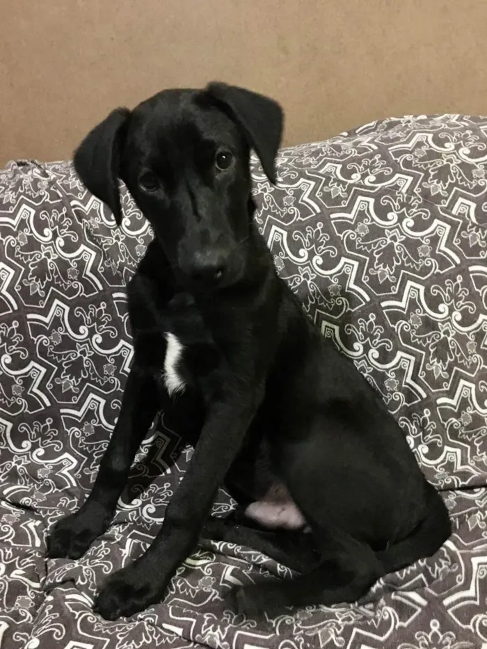 Cachorro ra a SRD idade 7 a 11 meses nome Feijão 