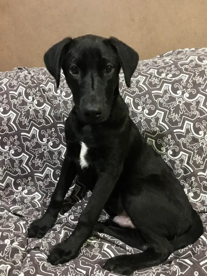 Cachorro ra a SRD idade 7 a 11 meses nome Feijão 