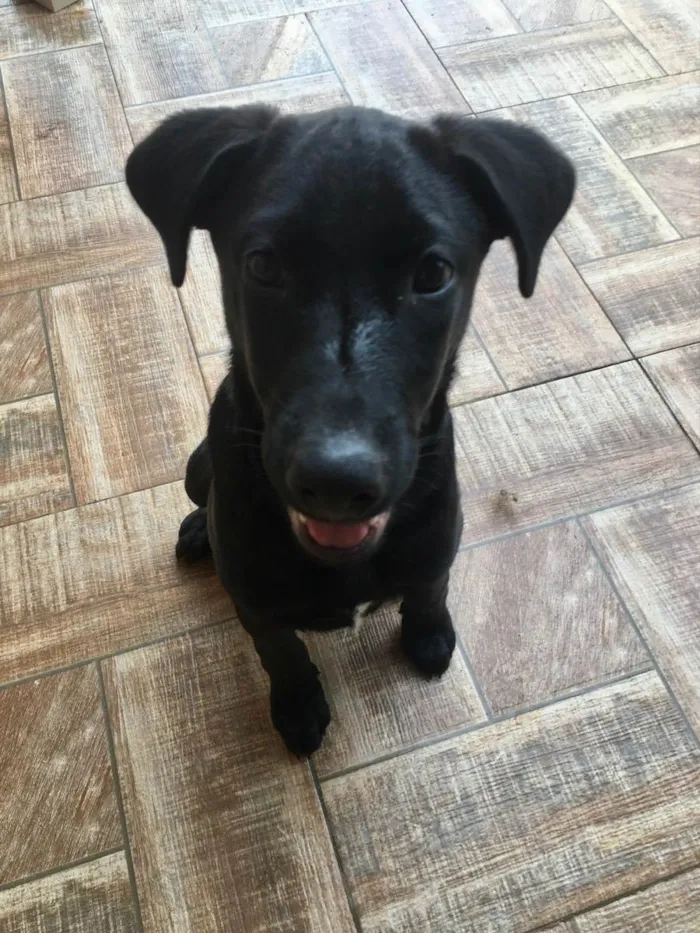 Cachorro ra a SRD idade 7 a 11 meses nome Feijão 