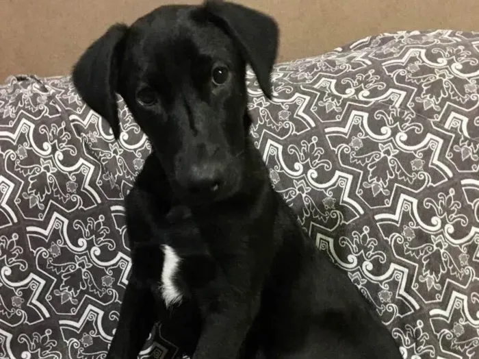 Cachorro ra a SRD idade 7 a 11 meses nome Feijão 