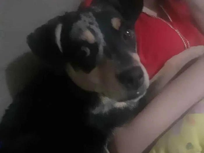 Cachorro ra a Não definida idade 2 a 6 meses nome Pandora 