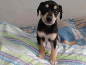 Cachorro raça Srd idade Abaixo de 2 meses nome Sem nome
