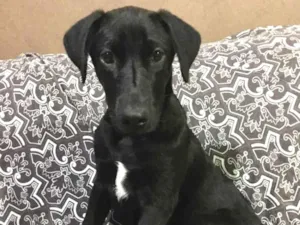 Cachorro raça SRD idade 7 a 11 meses nome Feijão 