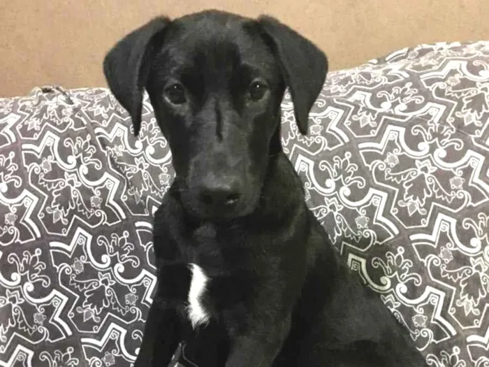 Cachorro ra a SRD idade 7 a 11 meses nome Feijão 
