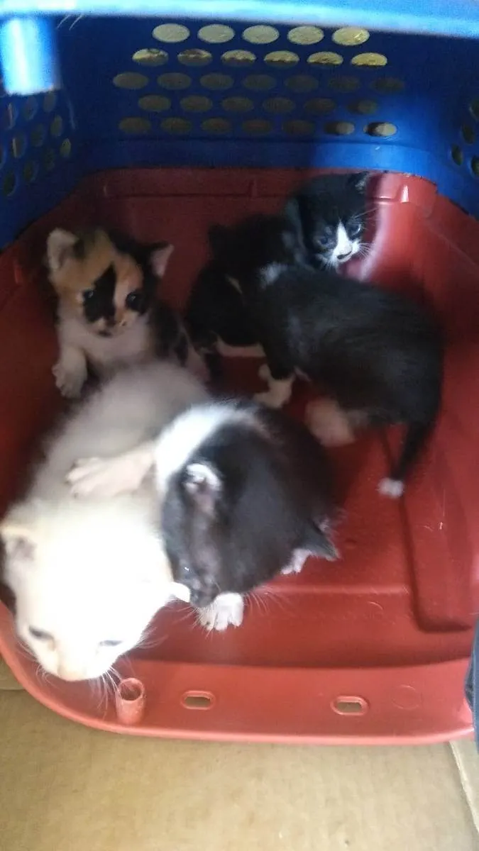 Gato raça Sem raça  idade Abaixo de 2 meses nome Sem nomes