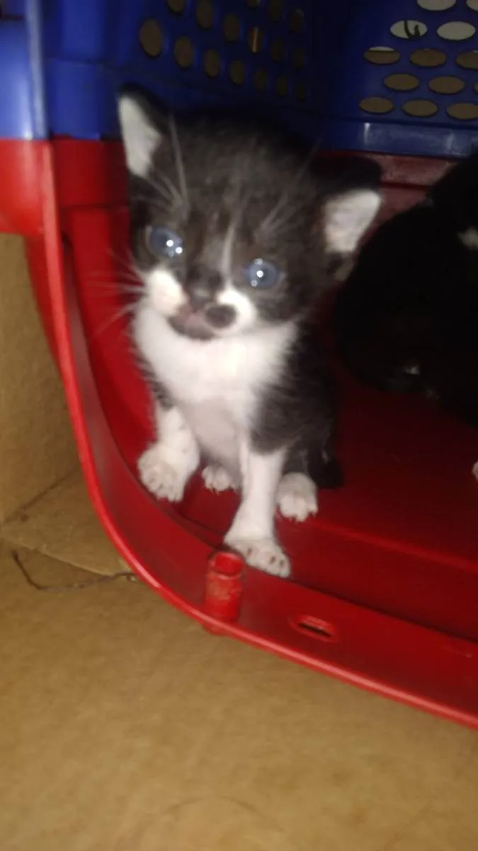 Gato raça Sem raça  idade Abaixo de 2 meses nome Sem nomes