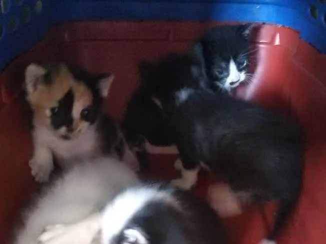 Gato raça Sem raça  idade Abaixo de 2 meses nome Sem nomes
