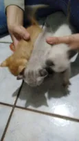 Gatinhos