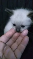 Gatinhos